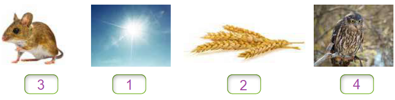 السلسلة الغذائية السلسلة الغذائية